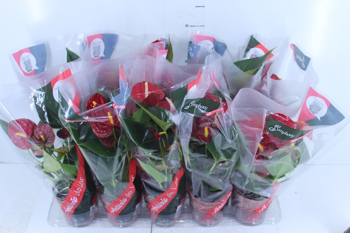 ANTHURIUM RED SUCCESS P12