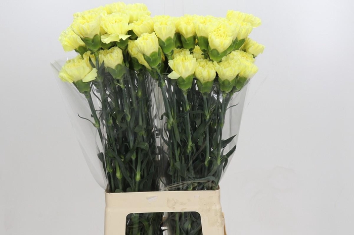 <h4>Dianthus St Ilias</h4>