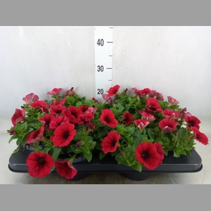 Petunia   ...