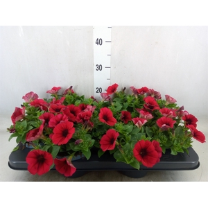 Petunia   ...