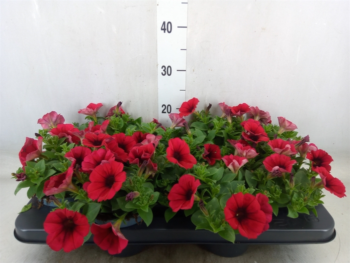 <h4>Petunia   ...</h4>