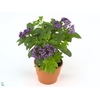 HELIO ARB BABY BLUE