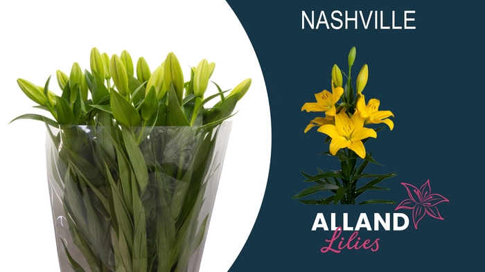 <h4>LI LA NASHVILLE</h4>