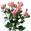 ROSA SPRAY ODILIA 040 CM