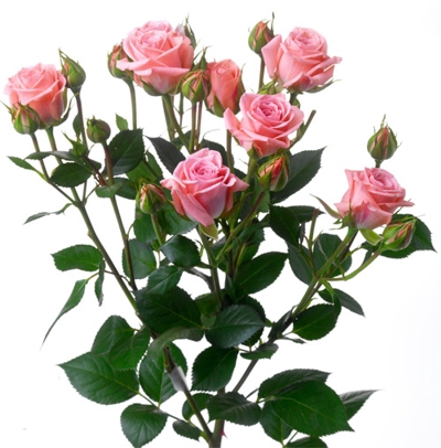 <h4>ROSA SPRAY ODILIA 040 CM</h4>