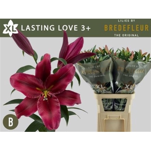 Li Ot Lasting Love 3+