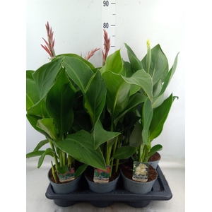 Canna  'Island'   ...mix
