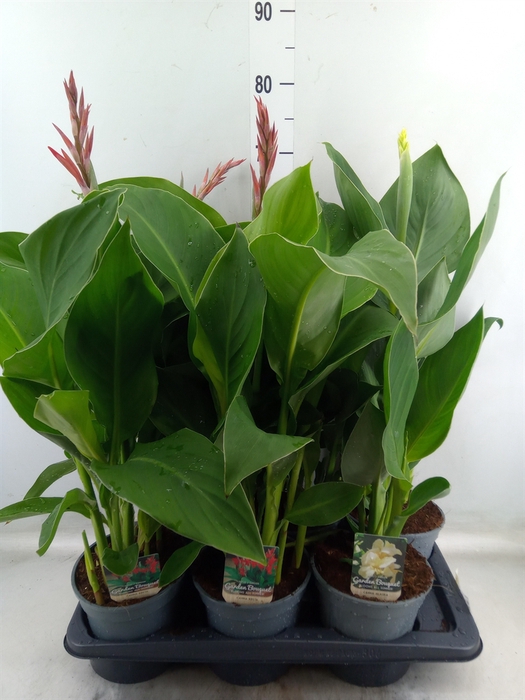 <h4>Canna  'Island'   ...mix</h4>