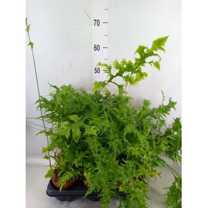 Phymatosorus scolopendria 'Hawaiia'