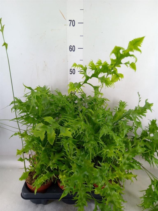 <h4>Phymatosorus scolopendria 'Hawaiia'</h4>