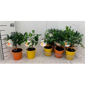 Citrus Mix-Tray 2 Var. (no fruits)