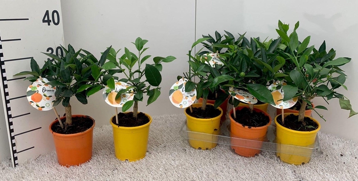 <h4>Citrus Mix-Tray 2 Var. (no fruits)</h4>