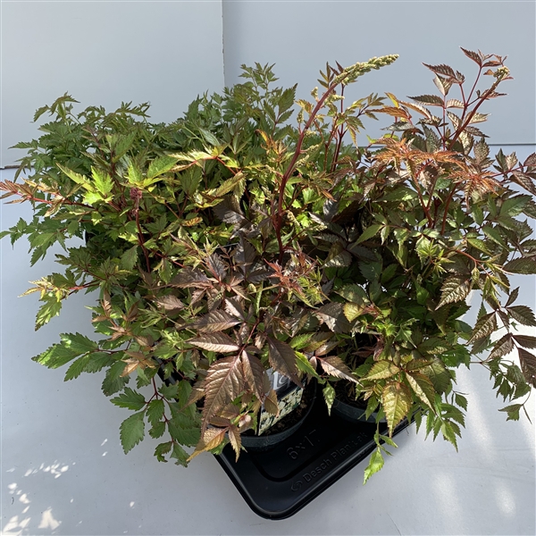 Astilbe mix in tray