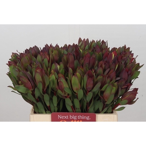 Leucadendron Senorita