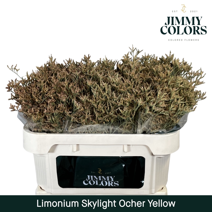 <h4>Limonium Skylight L70 Ochre yellow</h4>