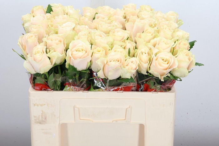 <h4>R Gr Charmant</h4>