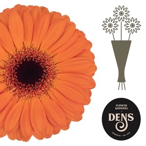 Germini Allure Water