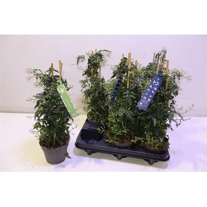 arr8 Jasm Polyanthum Wit Piramide