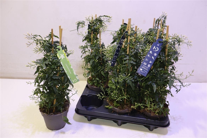 <h4>Jasm Polyanthum Wit Piramide</h4>