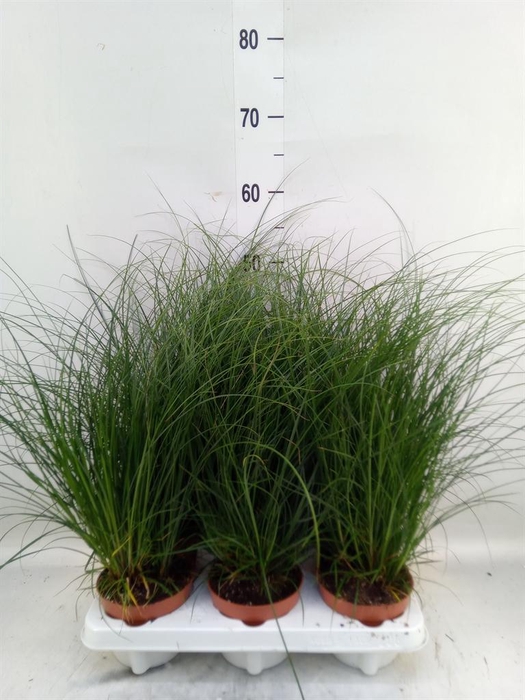 <h4>Carex brunnea</h4>