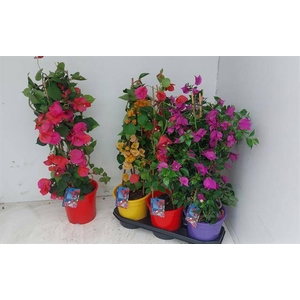 .Bougainvillea dania