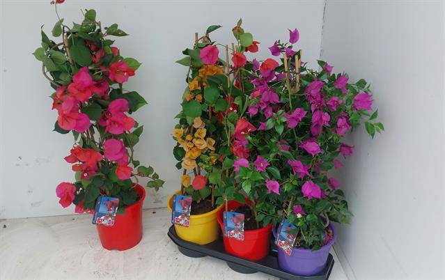 <h4>.Bougainvillea dania</h4>