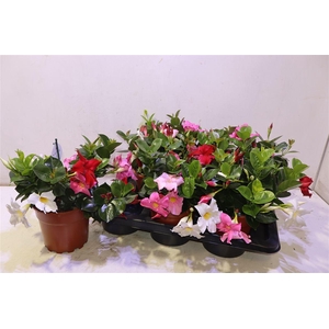 Mandevilla Ov Mix In Pot
