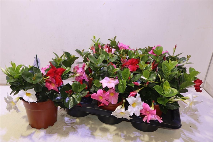 <h4>arr8 Mandevilla Ov Mix In Pot</h4>