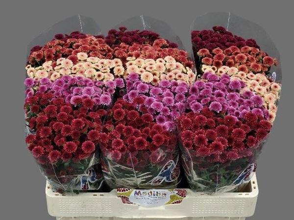 <h4>CHR SAN MAD TYO GEM FT</h4>