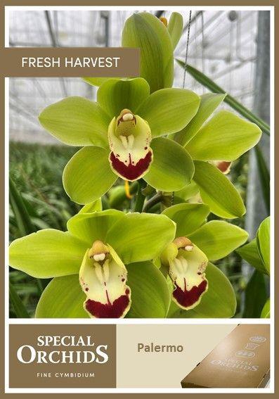 <h4>CYMB T PALERMO</h4>