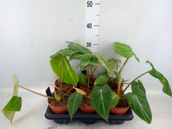 <h4>Philodendron gloriosum</h4>