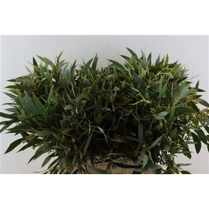 Euca Exoticabes Za 60cm
