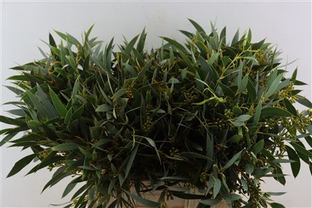 <h4>Euca Exoticabes Za 60cm</h4>