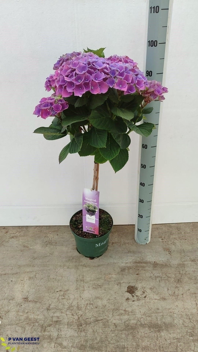 <h4>HYDR M MAG AMETHYST</h4>