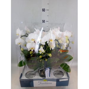 Phalaenopsis   ...white