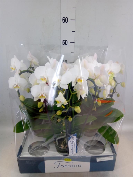 <h4>Phalaenopsis   ...white</h4>