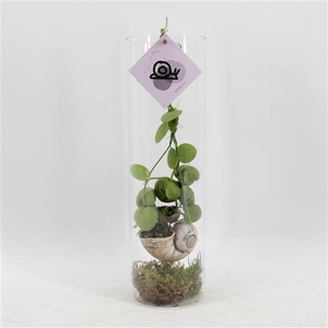 Arrangementen Dischidia