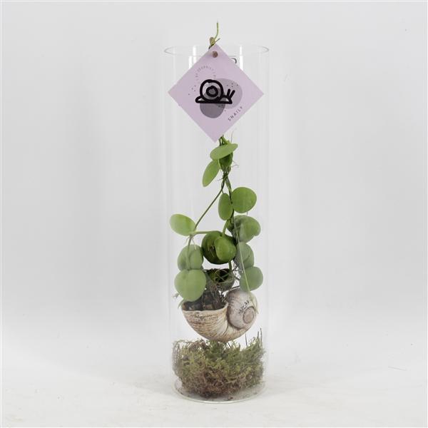 Arrangementen Dischidia