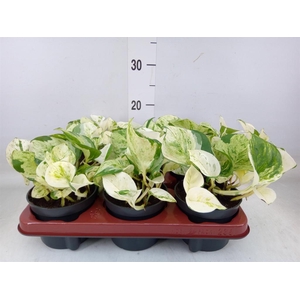 Epipremnum pinn. 'Happy Leaf'