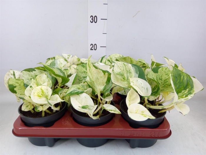 <h4>Epipremnum pinn. 'Happy Leaf'</h4>