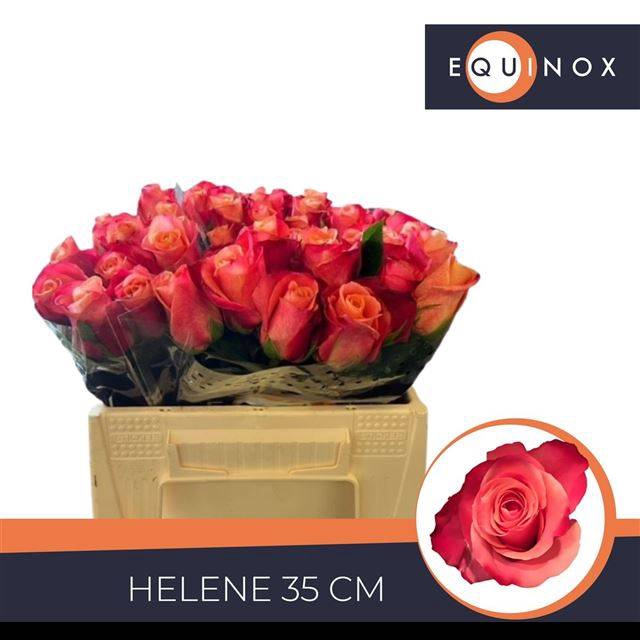 <h4>R GR HELENE</h4>