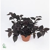 Alternanthera Purple Knight