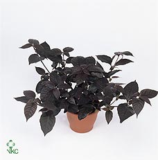 Alternanthera Purple Knight