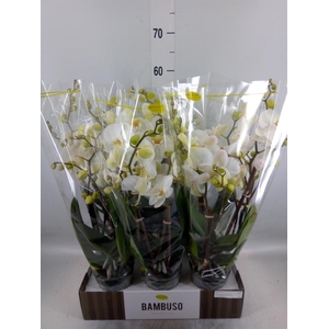 Phalaenopsis   ...white