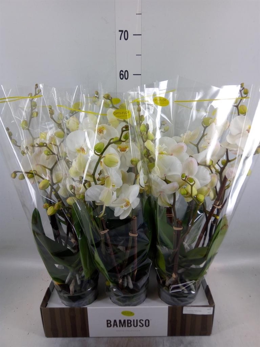 <h4>Phalaenopsis   ...white</h4>