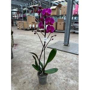 Phalaenopsis Paars - 1 tak 80cm