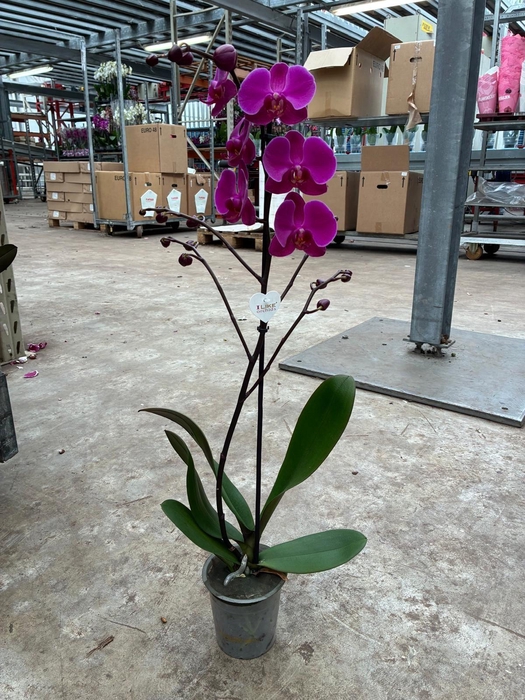 <h4>Phalaenopsis Paars - 1 tak 80cm</h4>