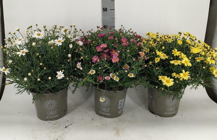 <h4>ARG MOLIMBA MIXK</h4>