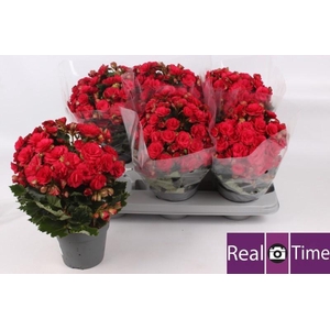 BEG DU GRACE