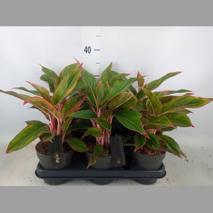 Aglaonema  'Jungle Red'